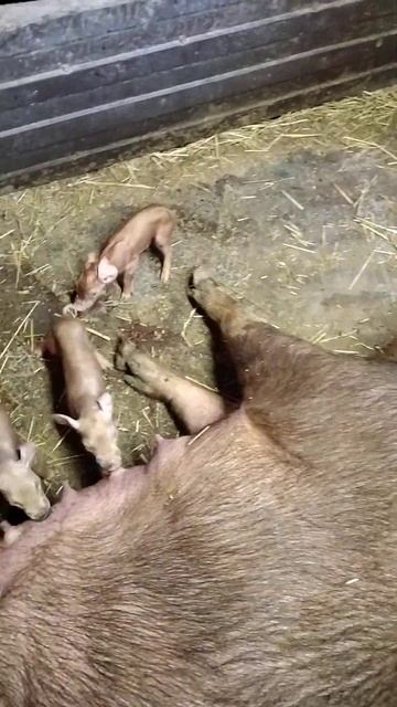 долгожданный опорос.