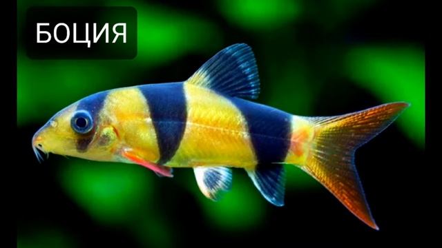 20 моих самых любимых видов аквариумных рыб 🐠🐠