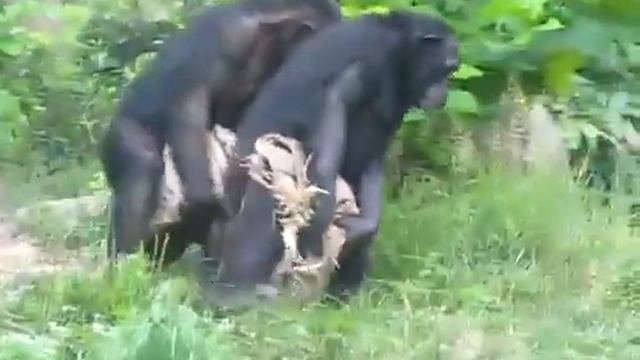 Смешные обезьяны