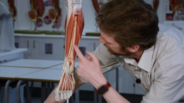 Anterior and lateral leg anatomy