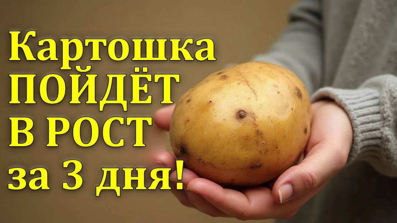 🔥 Картошка вырастет гигантской! Чудо-подкормка для богатого урожая! 🥔🚀
