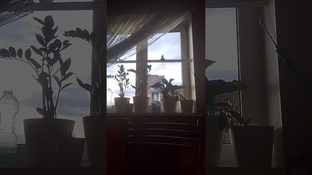 амням