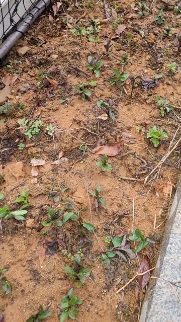 #땅에직접삽목 #허브삽목 #공터에허브삽목 #스피아민트성공률최상 #학교도시농업