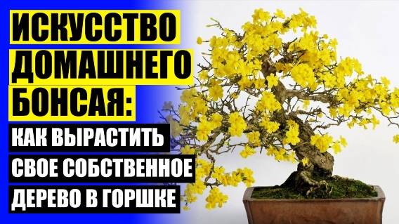 💡 БОНСАЙ СИЗИГИУМ КУПИТЬ ⚠ ВЫРАСТИТЬ ДОМА ДЕРЕВО БОНСАЙ
