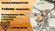 Пропала собака! ТАЙСОН. Чихуахуа. Кемеровская обл, г.Кемерово, п. Крутой
