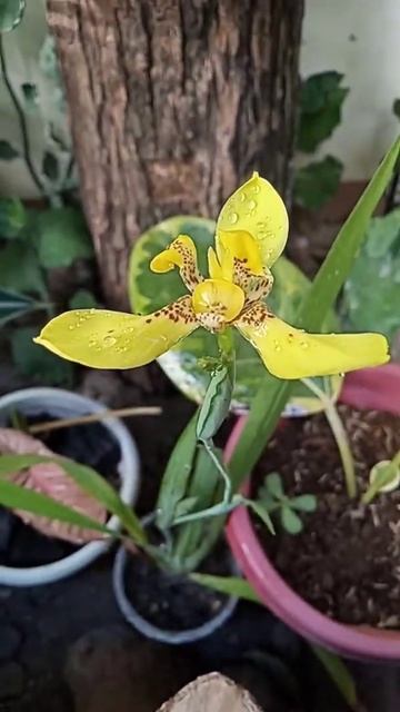 Yellow Iris| Iris Pseudacorus #shorts
