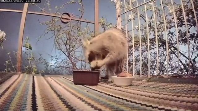 Енот пробрался в сочинский дом