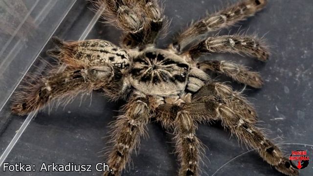 OPIS GATUNKOWY #7: Heteroscodra maculata czyli nowa chałupa i pająk, którego nie mam