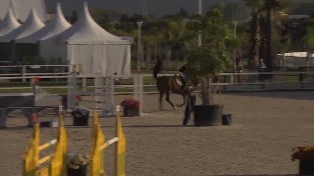 NIDOR DU PARC - Belen Aliaga Serratosa - Bronze 3 - Valencia (26.10.2014)