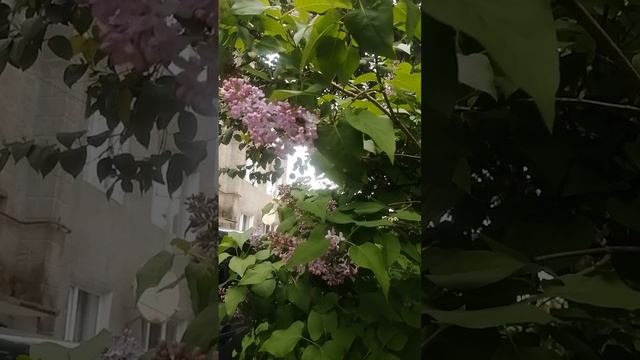 Сирень красавица