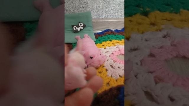 мир собачек