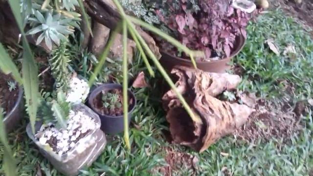 Mostrando plantas benéficas e tóxicas  . 🌵🌱🐞