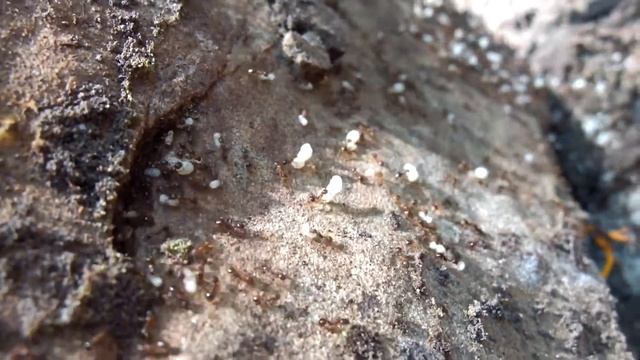 Formicidae sp. - Ants / Ameisen