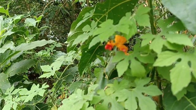 Momordica balsamina. Момордика бальзамическая.