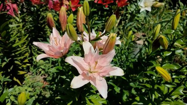Летние цветы станицы Камышеватской