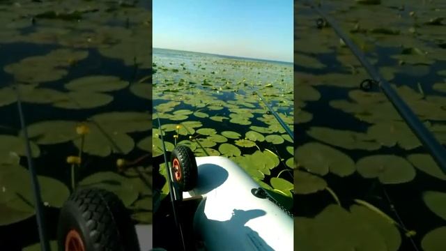 Карась в кувшинках