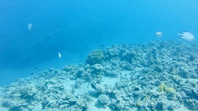 Diving In The Gulf Of Aqaba