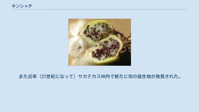 キンシャチ
