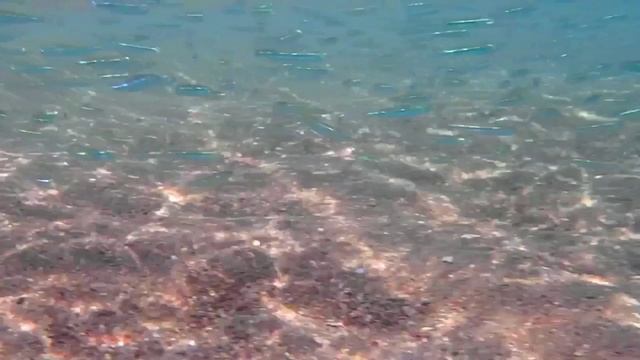 14.Анчоусы Стая под музыку Ventures Рэп Сити HD