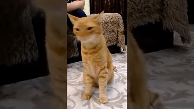 Поющий кот