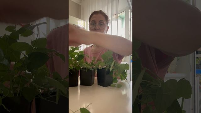Формирование прекрасной ампельной Тунбергии💐