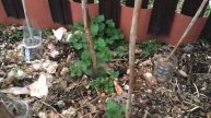 Малина просыпается на моей органике.