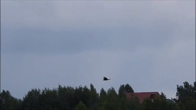 №5526  04 08 2024  Болотный лунь