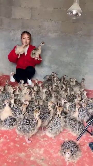 Amazing Ostriches Video ! Working at Ostriches farm , Feeding to ostriches #ostrich #short65