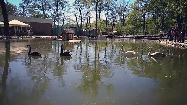 Лебеди в городе Мелитополь
