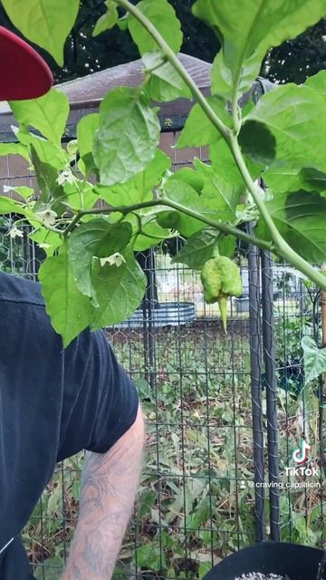 Try a Carolina Reaper? #shorts #cravingcapsaicin #carolinareaper