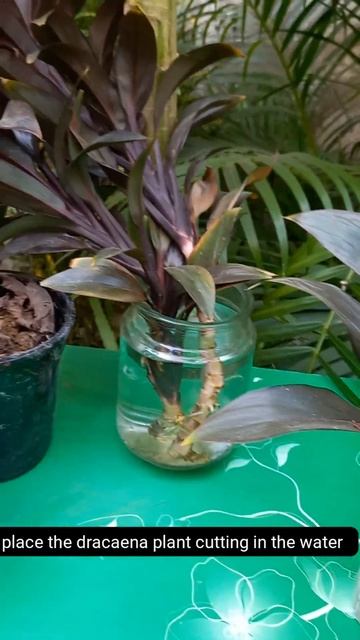 पौधे की कटिंग कैसे लगाये🪴🌱🌳how to grow plants by cutting method?