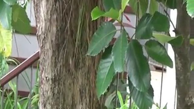 Зверь-Белка на территории отеля Mandarava на Пхукете