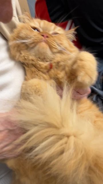 Gatto a Milano