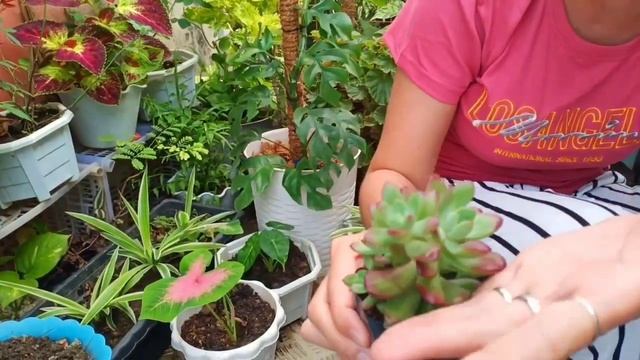 My Subscriber Surprising me the Unexpected Gift one of the Lucky Plant
