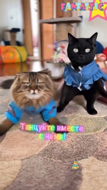 Танцуй вместе с нами!💃😸 #котики #танцы #пятница