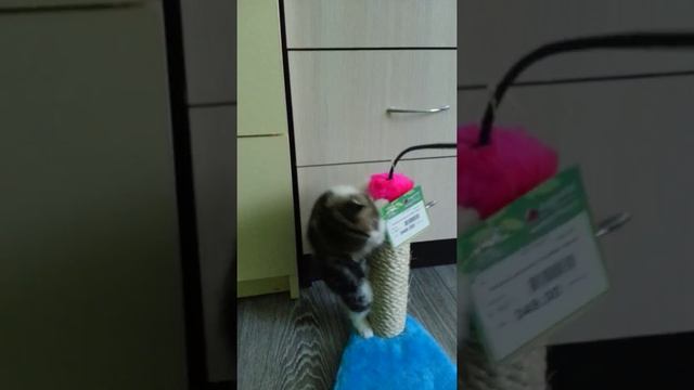 Маленький Арнольд