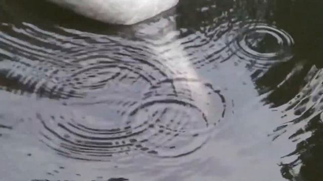 2012-08-19 - Alupka - Park