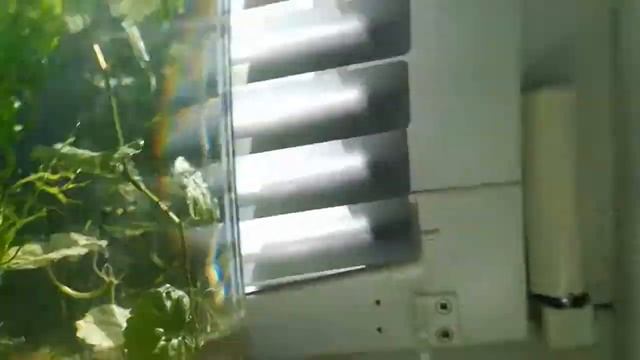Аквариум на подоконнике