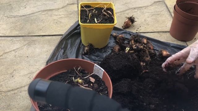 DAFFODILS CARE AFTER BLOOMING