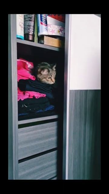 #коты #кошки #животные