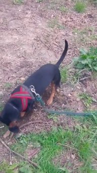 #животные #собака #милота #собаки #dog #стрим #игра #shorts