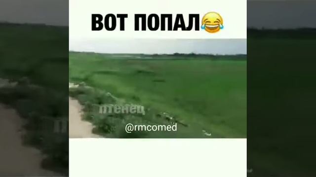 Гуси атакуют 😂
