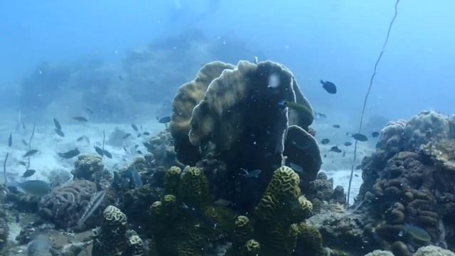 FRENCH BOYS ON TOUR - March 29th 2018 - EVOLVE DIVERS KOH SAMUI
