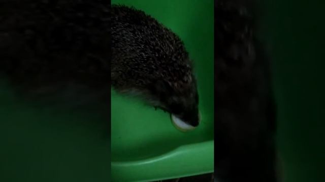 Санаторій Сонячний їжак та кефір