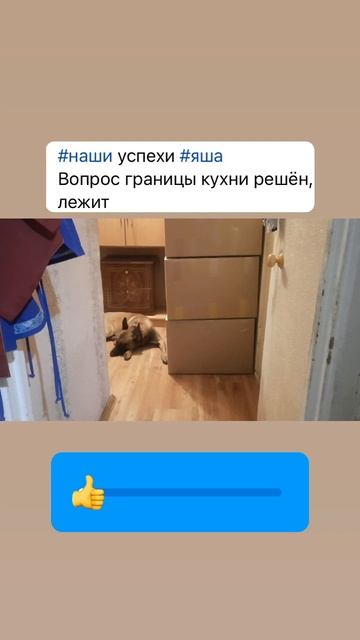 Границы дома. Результаты обучения в школе Антуана Наджаряна #непослушнаясобака #кинология