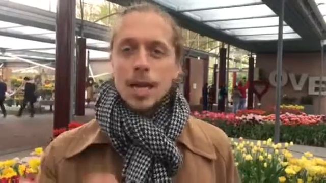 Tulip Everlasting Love in Keukenhof