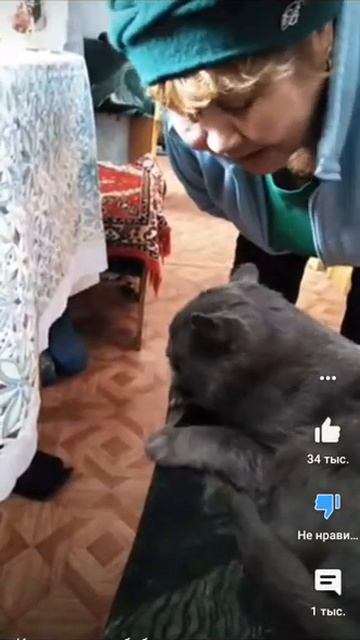Кот жадный покорает бабушку и торопитъся съесть!