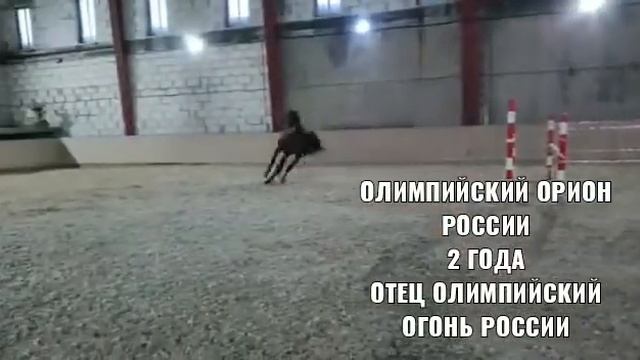 Будущий чемпион..ОЛИМПИЙСКИЙ ОРИОН РОССИИ. ..2 ГОДА...