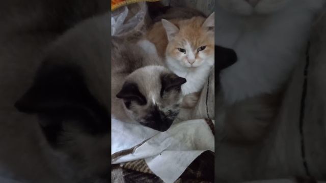 милые кошки не похожи на людей #мультпесенка #кошки #детскиепесни #дети #мультики #travel