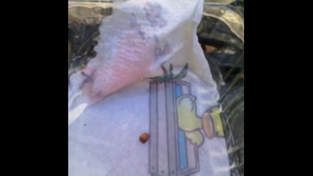 como germinar limon eureka